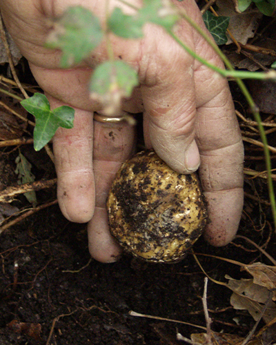 tartufo-bianco-loghi