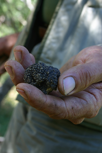 tartufo-nero-loghi